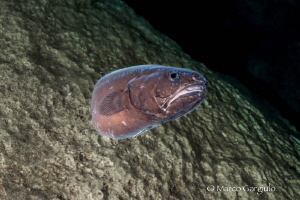 Into the darkness of the cave, Oligopus ater, female by Marco Gargiulo 
